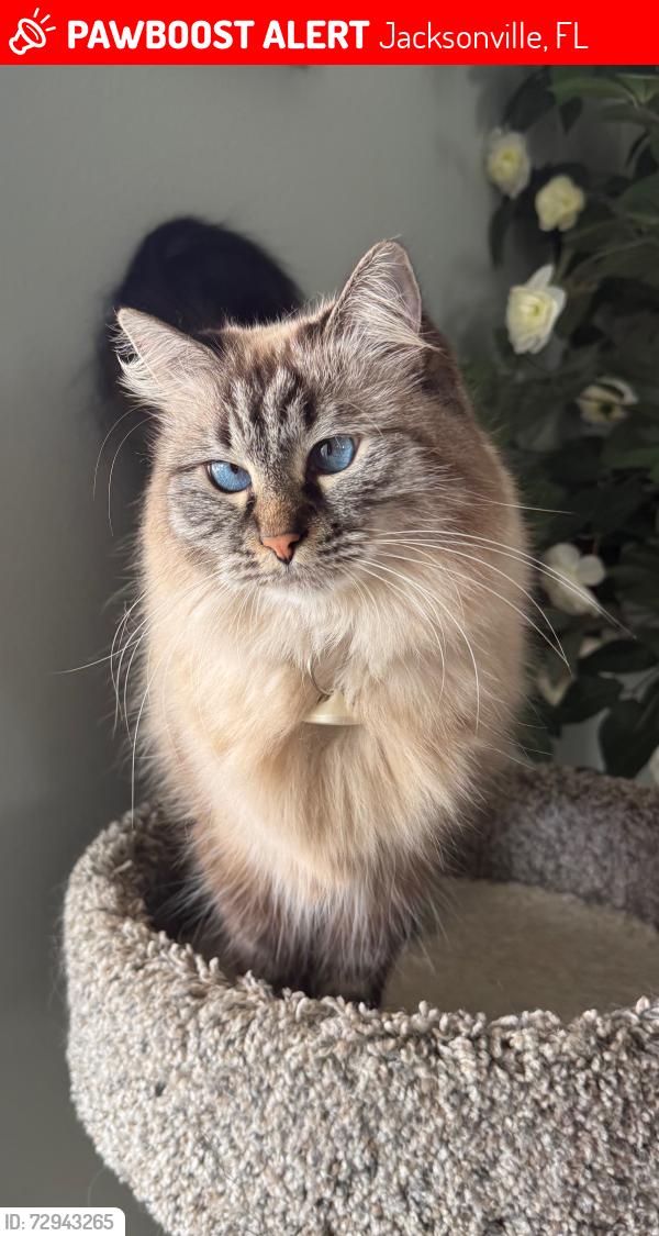 Lost Female Cat last seen Bartram Park Blvd, Jacksonville, FL 32258