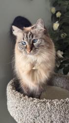 Lost Female Cat last seen Bartram Park Blvd, Jacksonville, FL 32258