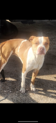 Lost Male Dog last seen S Lake Houston Pkwy Houston, Houston, TX 77013