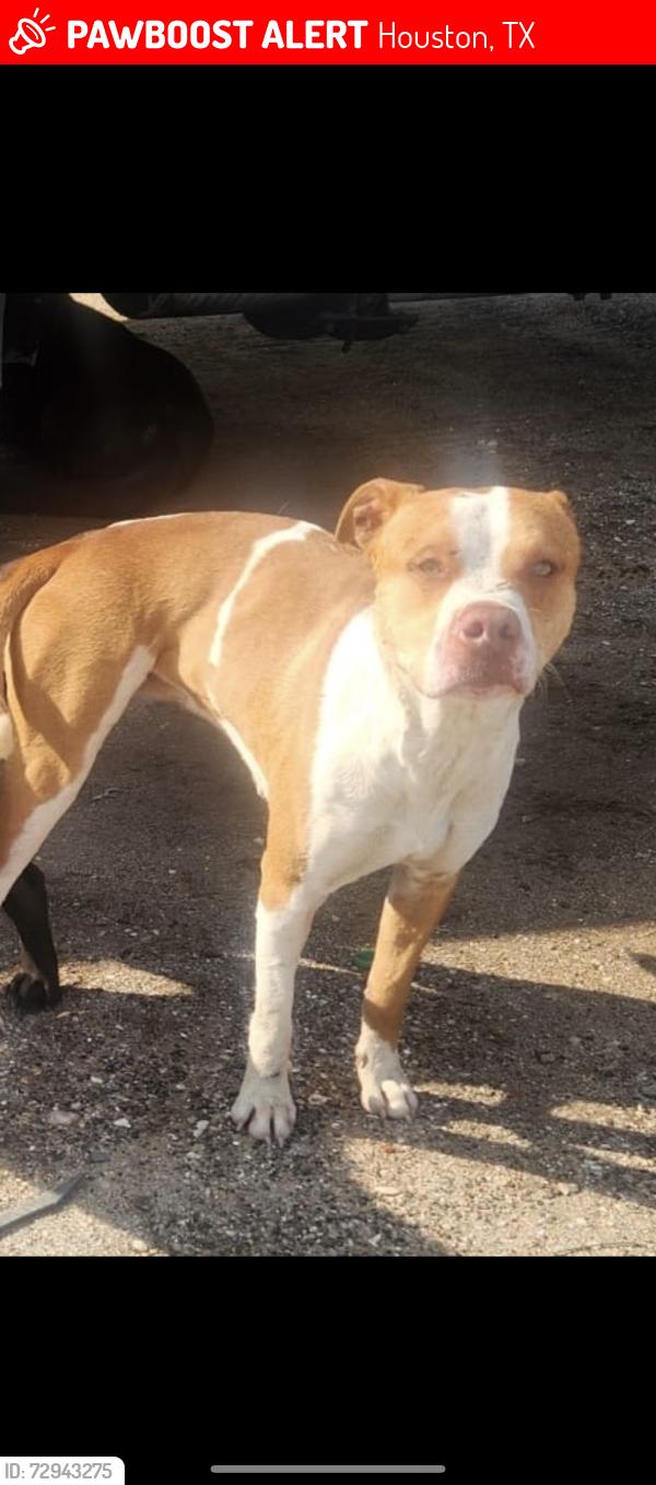 Lost Male Dog last seen S Lake Houston Pkwy Houston, Houston, TX 77013