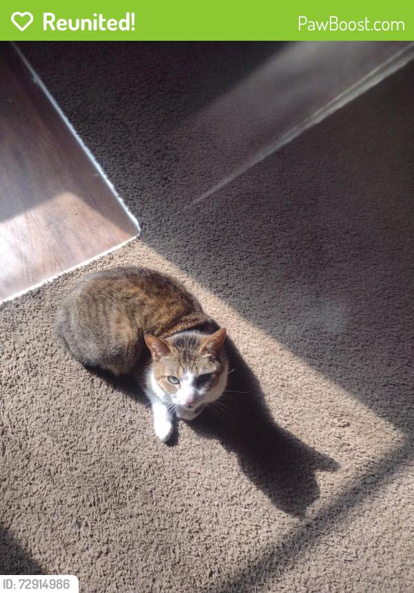 Reunited Female Cat last seen Martin rd, Cartersville, GA 30120
