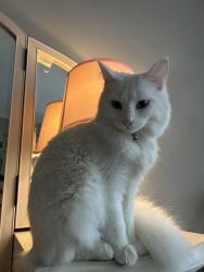 Lost Female Cat last seen Mitc Place & Whiting Lane, West Hartford, CT 06119