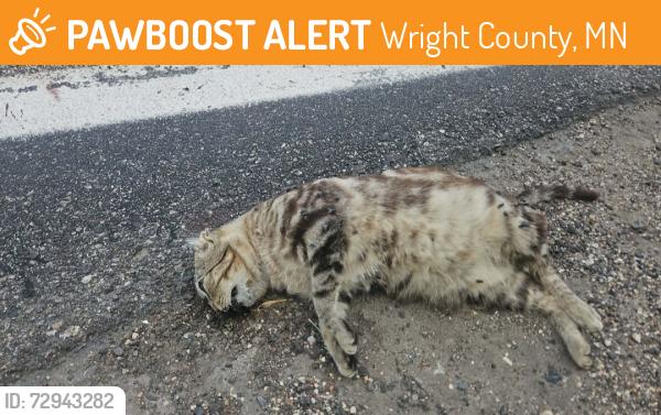 Found/Stray Unknown Cat last seen County Road 5SW and Highway 12, Wright County, MN 55349
