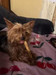 Reunited Female Dog last seen Castle park highschool, Chula Vista, CA 91911