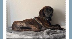 Reunited Male Dog last seen Near Jennings station rd police station , Jennings, MO 63136
