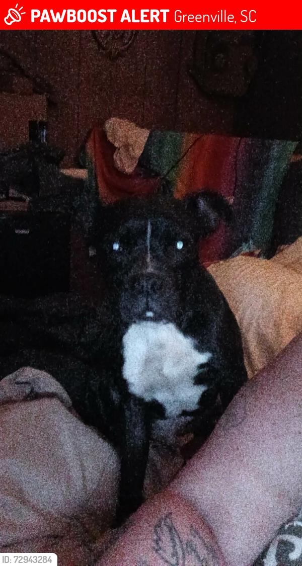 Lost Male Dog last seen Bells gas station , Greenville, SC 29611