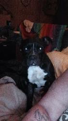 Lost Male Dog last seen Bells gas station , Greenville, SC 29611