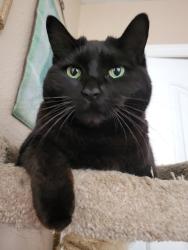 Lost Female Cat last seen Harvest Way, Wildomar, CA 92595