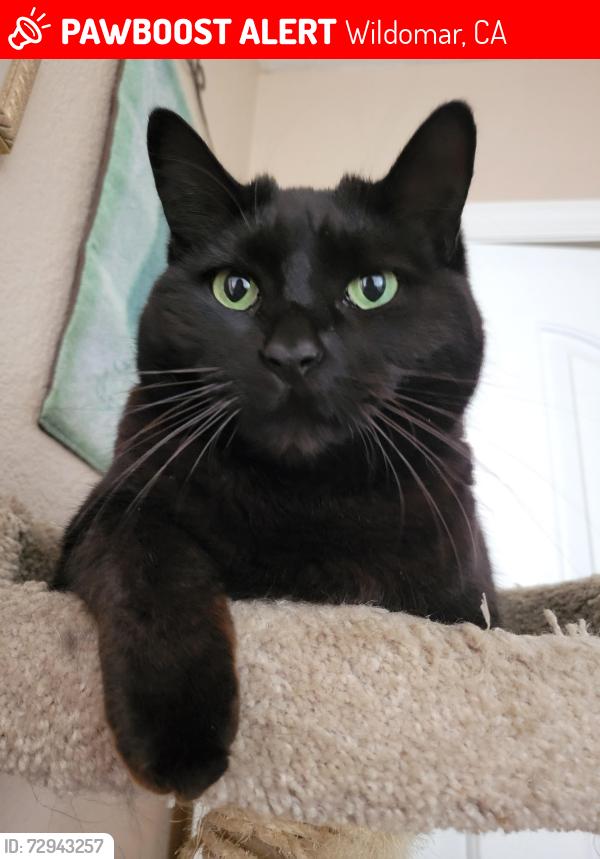 Lost Female Cat last seen Harvest Way, Wildomar, CA 92595