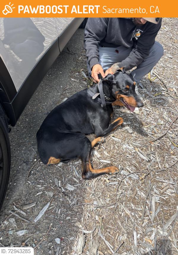 Found/Stray Male Dog last seen Florin Road , Sacramento, CA 95822