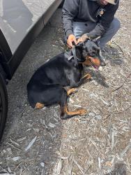 Found/Stray Male Dog last seen Florin Road , Sacramento, CA 95822