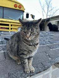 Reunited Male Cat last seen Eighteen Mile Crk Rd, Buffalo, WV, USA, Buffalo, WV 25033