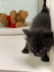 Shelter Stray Male Cat last seen Forest park, Oklahoma City, OK 73110