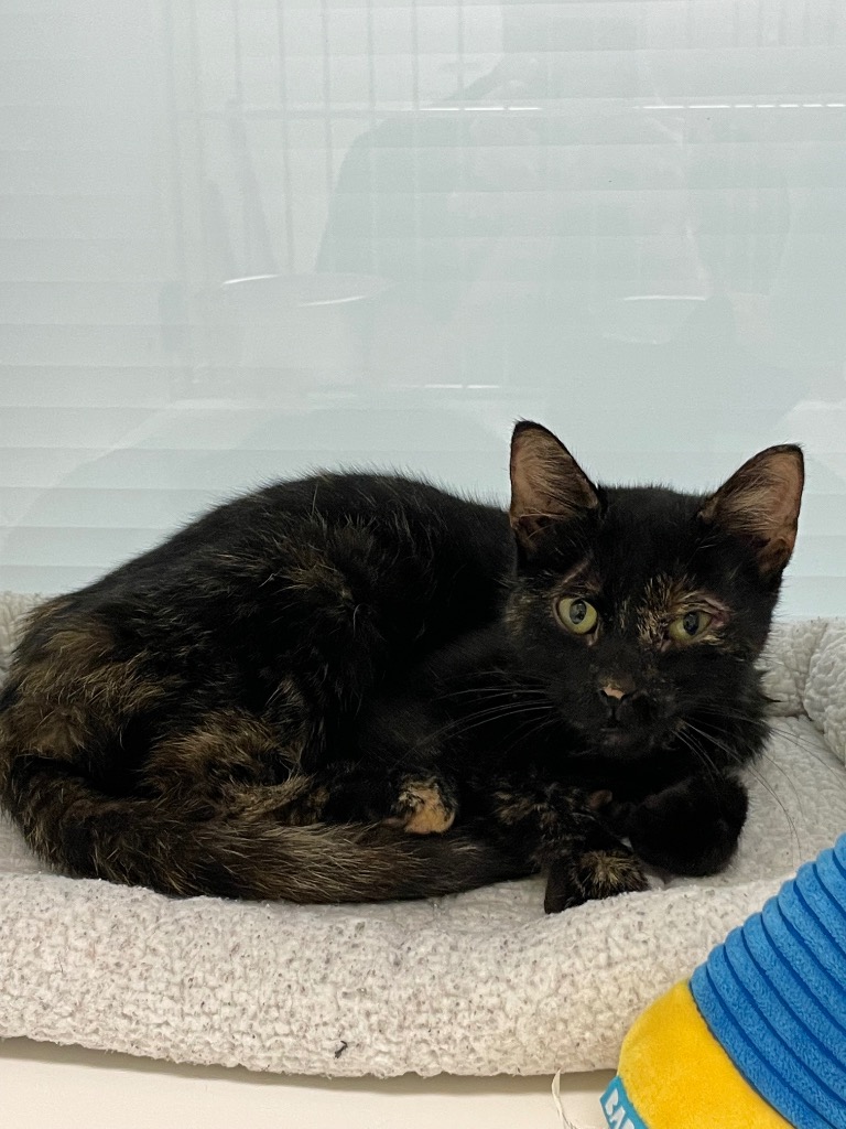 Shelter Stray Female Cat last seen Forest park, Oklahoma City, OK 73110