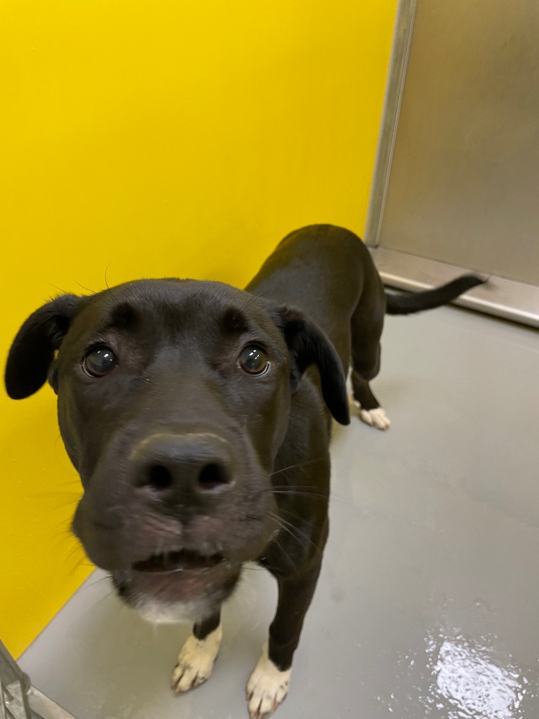 Shelter Stray Female Dog last seen Forest park, Oklahoma City, OK 73110