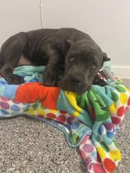 Reunited Male Dog last seen Boston mills road , Northfield, OH 44067