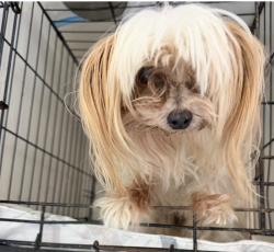 Found/Stray Female Dog last seen 27th and Greenway, Phoenix, AZ 85032