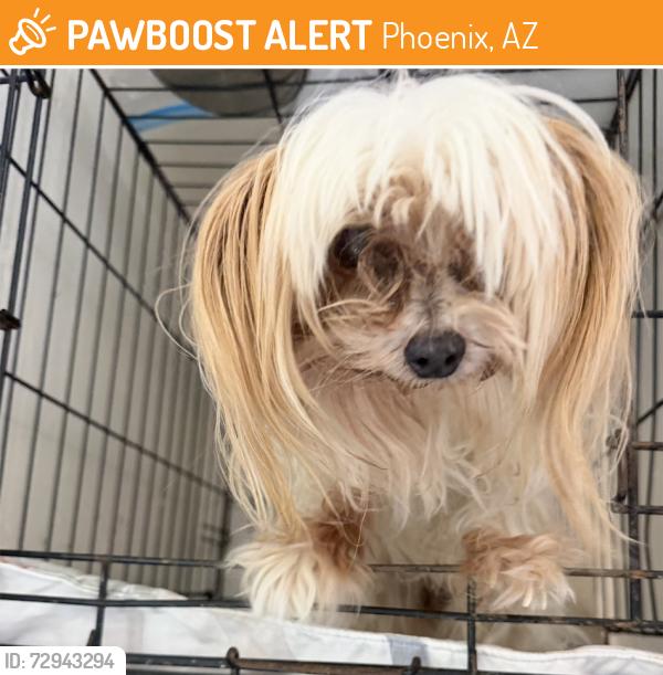 Found/Stray Female Dog last seen 27th and Greenway, Phoenix, AZ 85032
