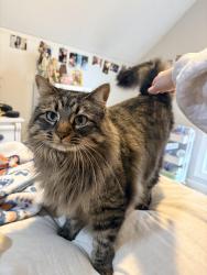 Lost Female Cat last seen Cornerstone Subdivision, Brandon, MS 39042