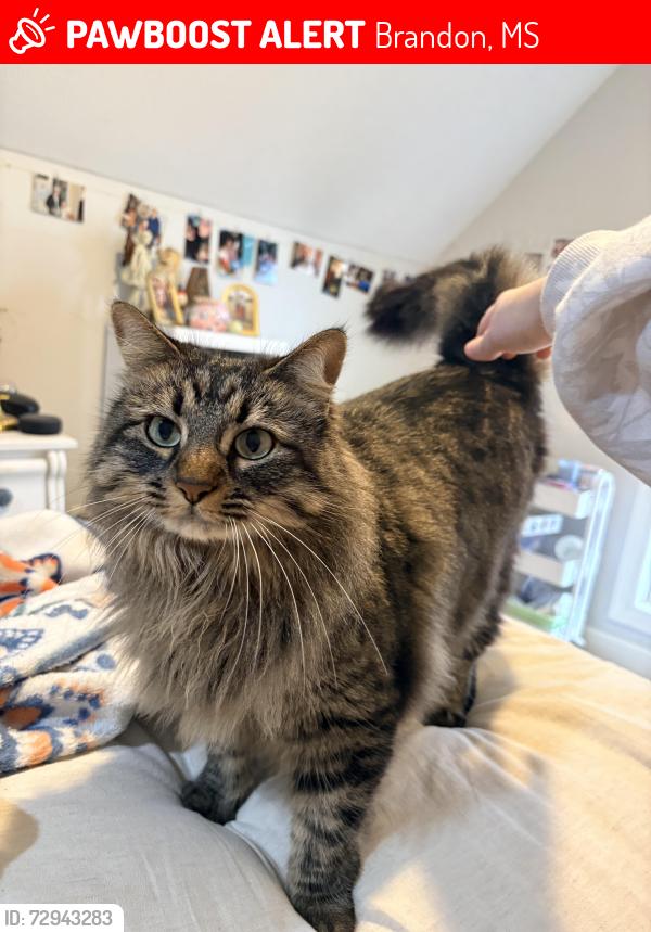 Lost Female Cat last seen Cornerstone Subdivision, Brandon, MS 39042