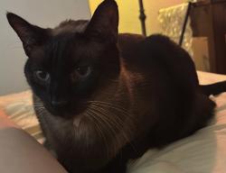 Reunited Male Cat last seen Normandie and 223rd, Torrance, CA 90501