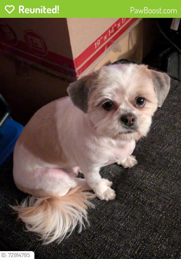 Reunited Female Dog last seen St. Lawrence and 131st, Chicago, IL 60827