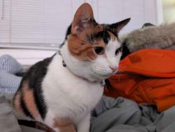 Reunited Female Cat last seen Morse Rd, Columbus, OH 43224