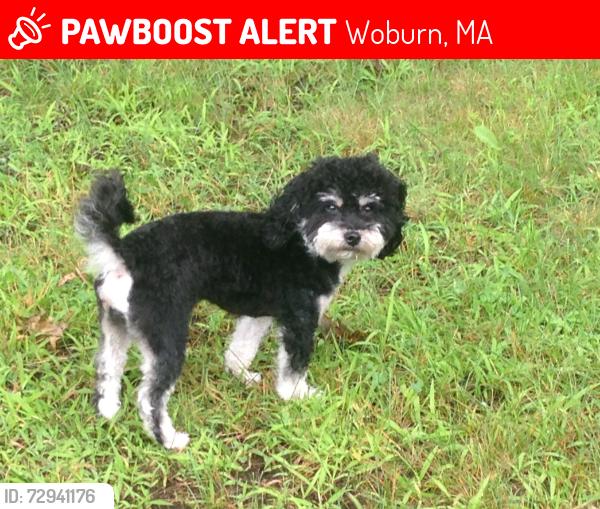 Lost Male Dog last seen Hawley Street, Woburn, MA 01801