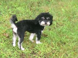 Lost Male Dog last seen Hawley Street, Woburn, MA 01801