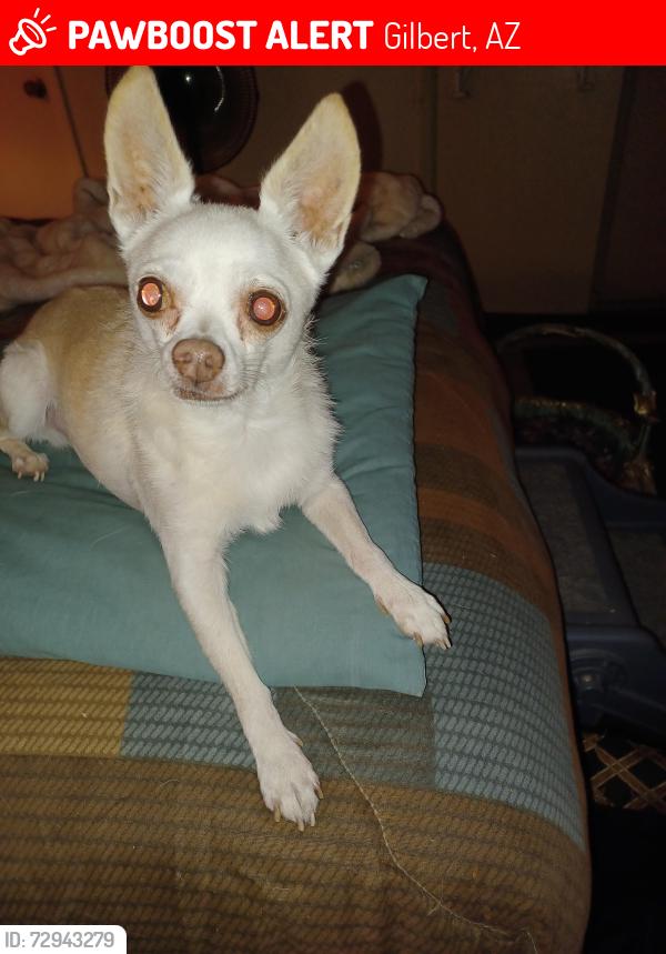 Lost Male Dog last seen Stapely/ Houston, Gilbert, AZ 85296