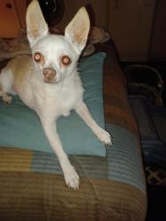 Lost Male Dog last seen Stapely/ Houston, Gilbert, AZ 85296