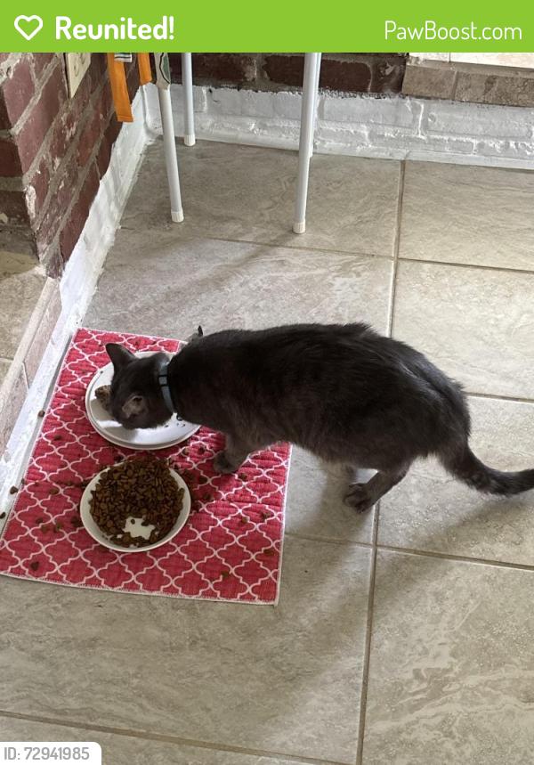 Reunited Male Cat last seen Near Petty and Riverside. Close to Westview elementary, Muncie, IN 47304