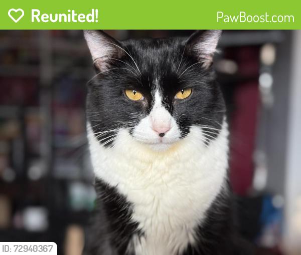 Reunited Male Cat last seen Woodland and Burton, Austin, TX 78741