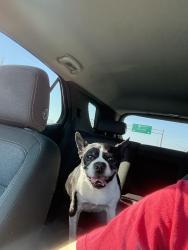 Reunited Male Dog last seen Near W Boundary St, Perrysburg, OH 43551, USA, Perrysburg, OH 43551