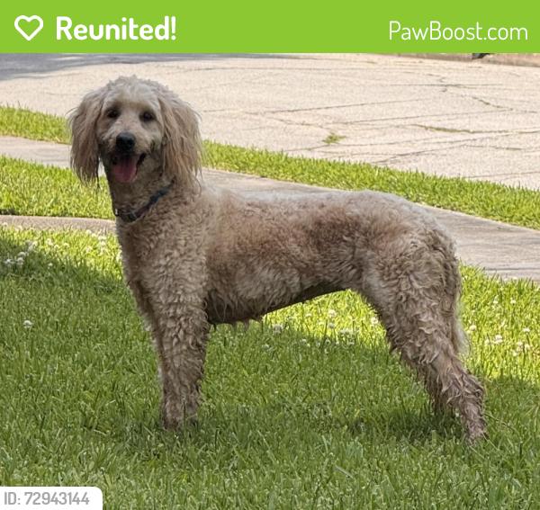 Reunited Female Dog last seen Live Oak, Houston, TX 77004