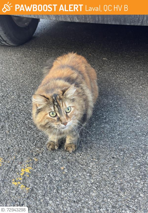 Found/Stray Unknown Cat last seen Alton Goldbloom, Laval, QC H7V 0B1