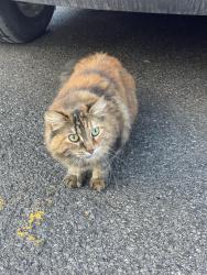 Found/Stray Unknown Cat last seen Alton Goldbloom, Laval, QC H7V 0B1