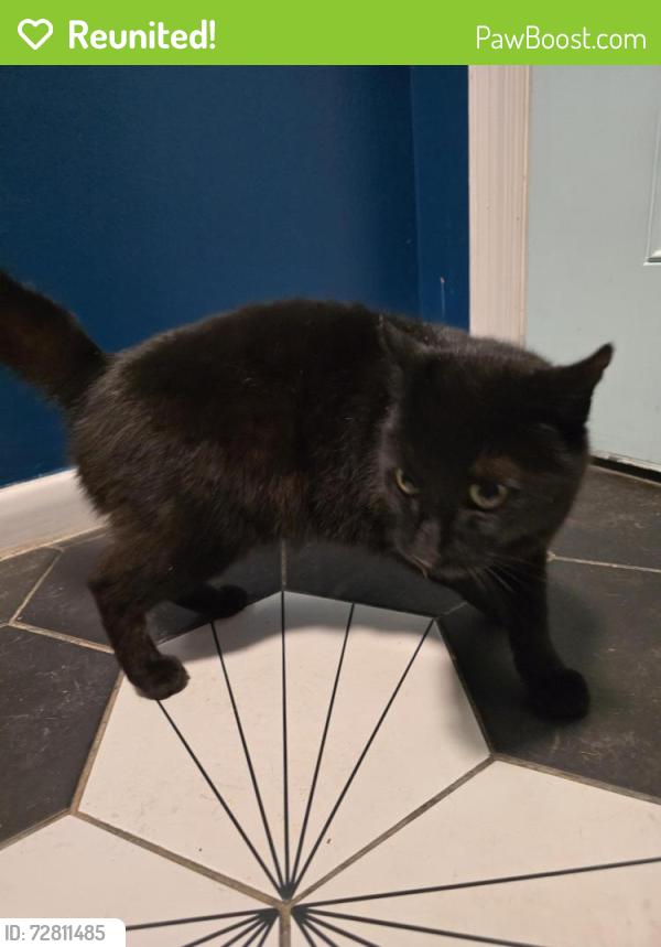 Reunited Male Cat last seen 9th Avenue and Olive Road, Ferry Pass, FL 32514
