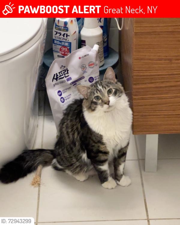 Lost Male Cat last seen Crestwood pl, Great Neck, NY 11024