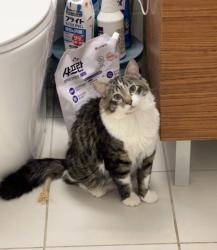 Lost Male Cat last seen Crestwood pl, Great Neck, NY 11024