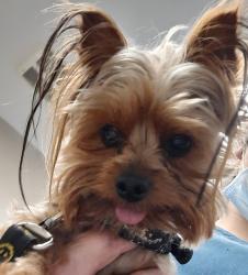 Lost Female Dog last seen Near Ferguson Rd between Hanna and Southeastern , Indianapolis, IN 46239