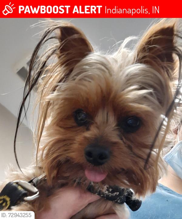 Lost Female Dog last seen Near Ferguson Rd between Hanna and Southeastern , Indianapolis, IN 46239