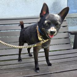 Shelter Stray Male Dog last seen Near BLOCK BLCK REDONDO AVE, LONG BEACH, CA 90804, Long Beach, CA 90815