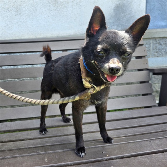 Shelter Stray Male Dog last seen Near BLOCK BLCK REDONDO AVE, LONG BEACH, CA 90804, Long Beach, CA 90815