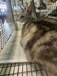 Shelter Stray Female Cat last seen , Los Angeles, CA 90047