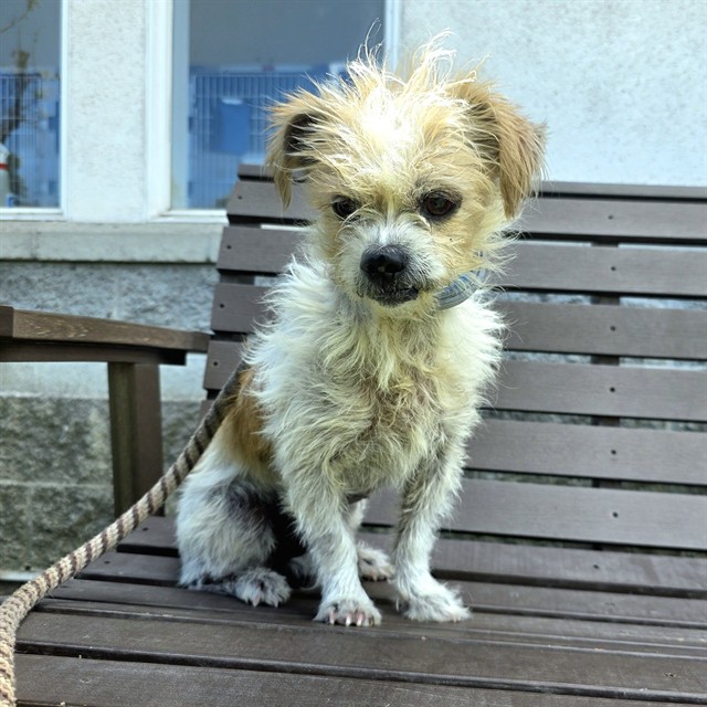 Shelter Stray Male Dog last seen Near BLK E GOLDFIELD AVE, LONG BEACH, CA 90807, Long Beach, CA 90815