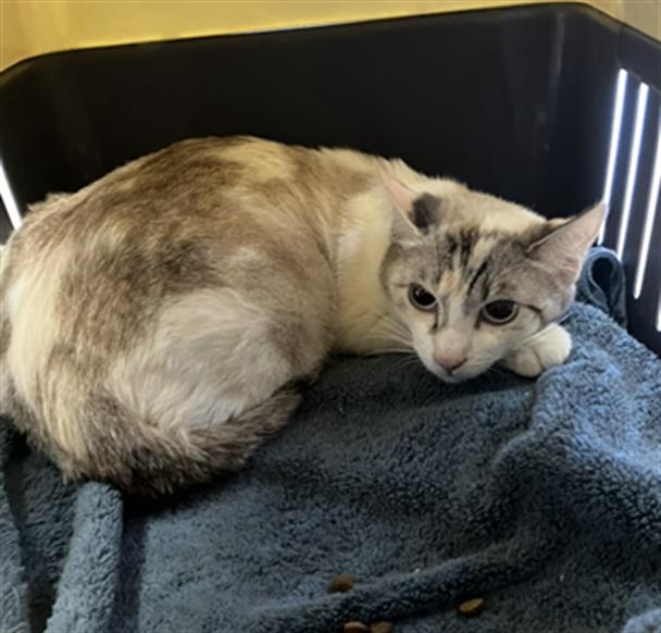 Shelter Stray Female Cat last seen Near BLOCK GOLDEN AVE, LB 90802, Long Beach, CA 90815