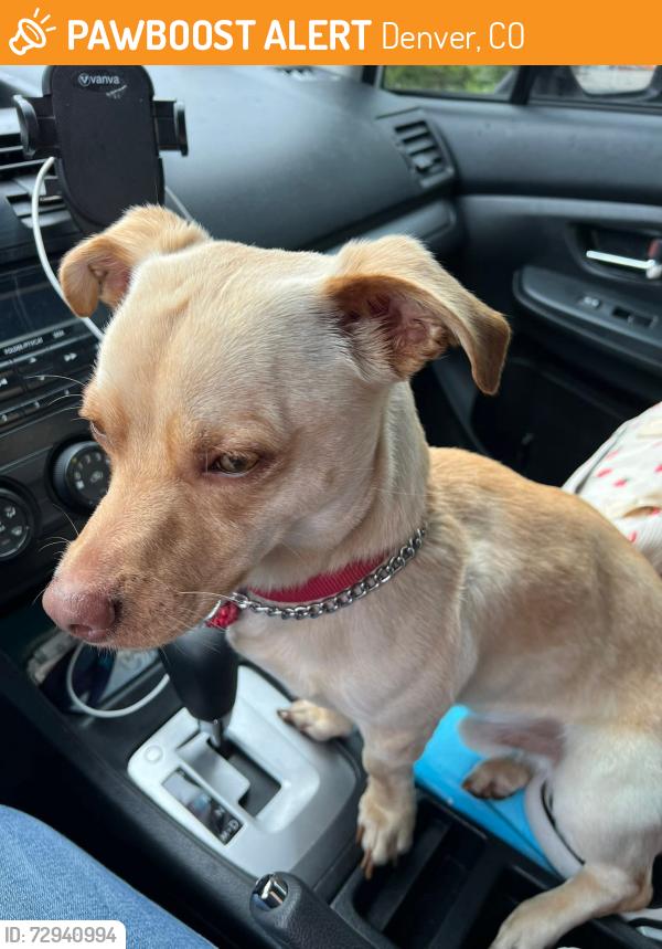 Found/Stray Unknown Dog last seen 21st & broadway, Denver, CO 80290