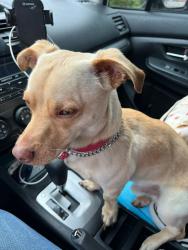Found/Stray Unknown Dog last seen 21st & broadway, Denver, CO 80290
