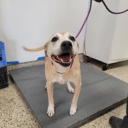 Shelter Stray Male Dog last seen Near BLOCK CHATHAM ST, DETROIT MI 48223, Detroit, MI 48211